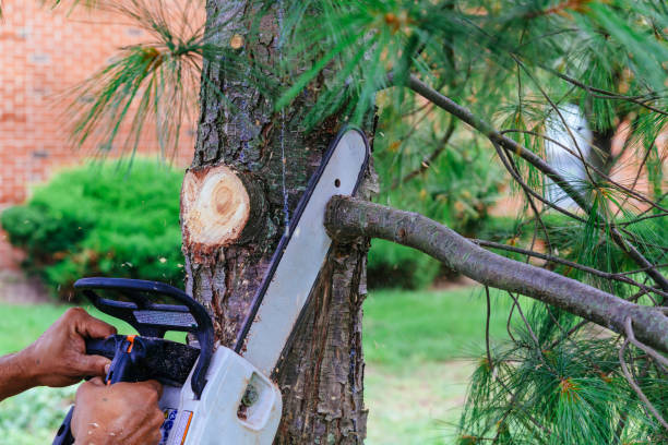 How Our Tree Care Process Works  in Youngwood, PA